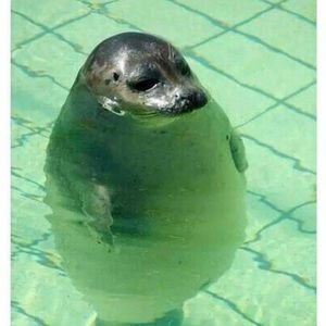 Meet your Posher, Deb